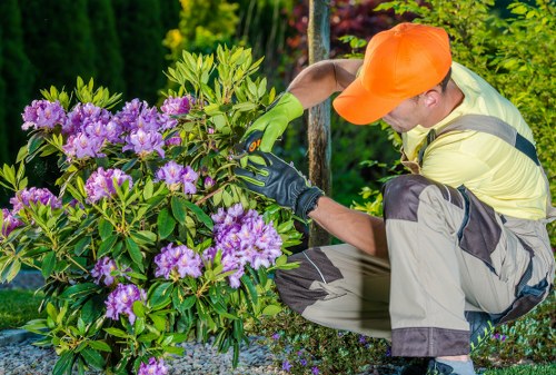A gardener wearing an orange cap, yellow long-sleeved shirt, and green gardening gloves is kneeling beside a lush bush of purple flowering rhododendrons in a well-maintained front garden. The garden features a neatly trimmed lawn with dense, vibrant green grass in the foreground and a background of tall trees and shrubs, adding privacy and natural beauty to the outdoor space. The soil around the plants appears healthy and well-tended. The scene is outdoors on a clear, bright day, indicating good weather. The gardener is carefully pruning or inspecting the bush, using manual tools to maintain the health and appearance of the plants. This scene exemplifies professional gardening care, consistent with landscaping services in Barking, focused on garden aesthetics, plant health, and outdoor maintenance, aligning with the companyâ€™s expertise in gardening and hedge trimming within the local area.