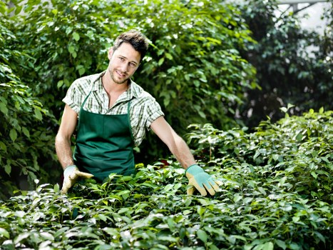 Selection of native plants suitable for Barking's climate